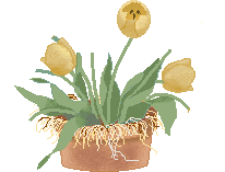 flower_88.gif